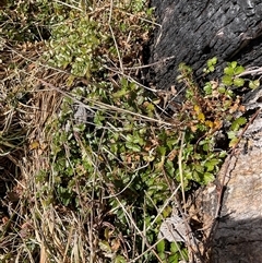 Acaena novae-zelandiae (Bidgee Widgee) at Cabramurra, NSW - 8 Aug 2025 by Jennybach