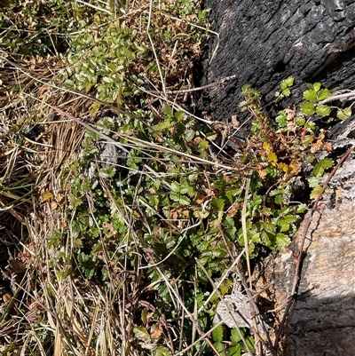 Acaena novae-zelandiae (Bidgee Widgee) at Cabramurra, NSW - 8 Aug 2025 by Jennybach