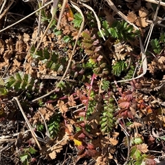 Acaena echinata (Sheeps Burr) at Cabramurra, NSW - 8 Aug 2025 by Jennybach