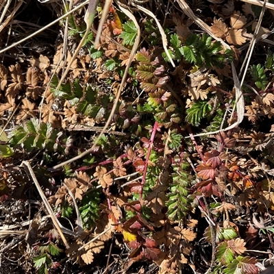 Acaena echinata (Sheeps Burr) at Cabramurra, NSW - 8 Aug 2025 by Jennybach