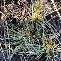 Poaceae (family) (Unidentified Grass) at Cabramurra, NSW - 8 Aug 2025 by Jennybach