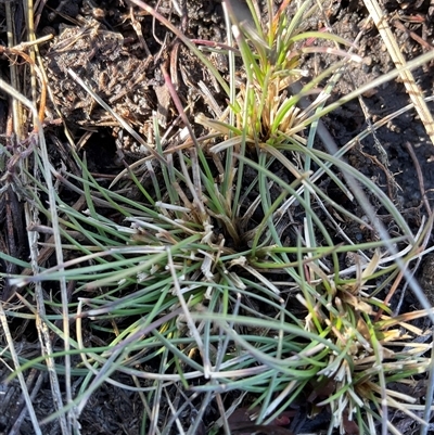 Poaceae (family) (Unidentified Grass) at Cabramurra, NSW - 8 Aug 2025 by Jennybach