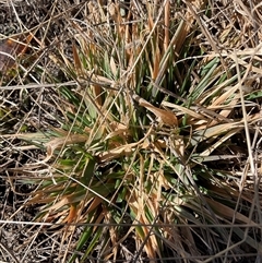 Poaceae (family) (Unidentified Grass) at Cabramurra, NSW - 8 Aug 2025 by Jennybach