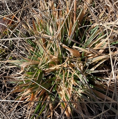 Poaceae (family) (Unidentified Grass) at Cabramurra, NSW - 8 Aug 2025 by Jennybach