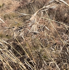 Themeda triandra (Kangaroo Grass) at Cabramurra, NSW - 8 Aug 2025 by Jennybach