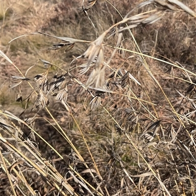 Themeda triandra (Kangaroo Grass) at Cabramurra, NSW - 8 Aug 2025 by Jennybach