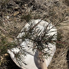 Hakea microcarpa (Small-fruit Hakea) at Broken Dam, NSW - 8 Aug 2025 by Jennybach