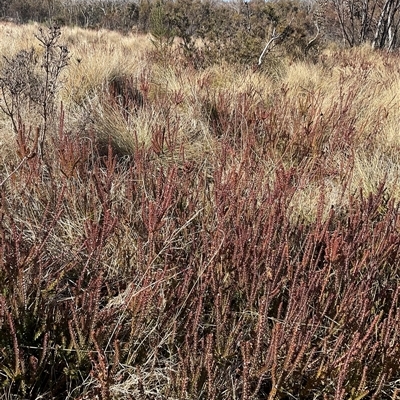 Epacris gunnii (Heath) at Cabramurra, NSW - 8 Aug 2025 by Jennybach