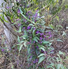 Hardenbergia violacea at Broke, NSW - 10 Aug 2025 by RoyP