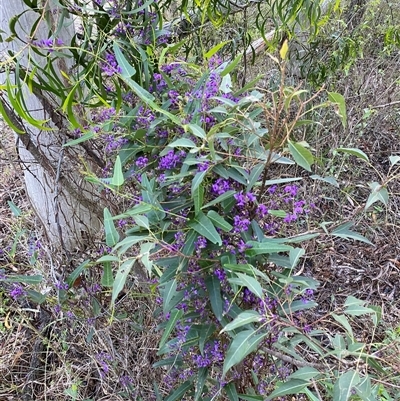 Hardenbergia violacea at Broke, NSW - 10 Aug 2025 by RoyP