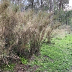 Unverified Grass at Broke, NSW - 10 Aug 2025 by RoyP