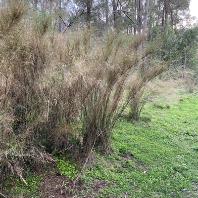 Unverified Grass at Broke, NSW - 10 Aug 2025 by RoyP