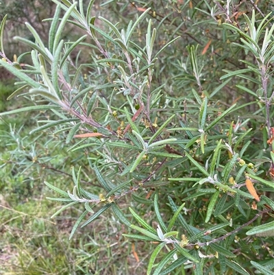 Unverified Other Shrub at Broke, NSW - 10 Aug 2025 by RoyP