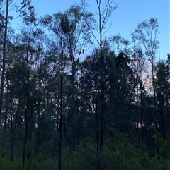 Cacatua galerita (Sulphur-crested Cockatoo) at Broke, NSW - 10 Aug 2025 by RoyP