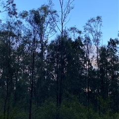 Cacatua galerita at Broke, NSW - 10 Aug 2025 07:24 AM