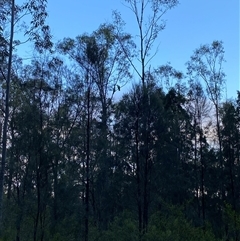 Cacatua galerita at Broke, NSW - 10 Aug 2025 07:24 AM