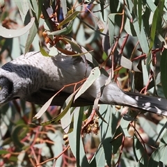 Manorina melanocephala (Noisy Miner) at West Wodonga, VIC - 8 Aug 2025 by KylieWaldon