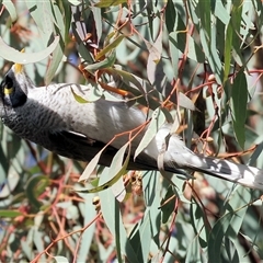 Manorina melanocephala at West Wodonga, VIC - 8 Aug 2025 11:50 AM