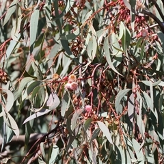 Eucalyptus dives at West Wodonga, VIC - 8 Aug 2025 by KylieWaldon