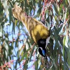 Entomyzon cyanotis (Blue-faced Honeyeater) at West Wodonga, VIC - 8 Aug 2025 by KylieWaldon