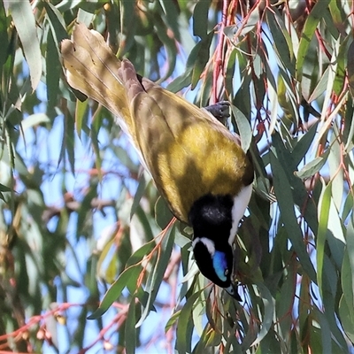 Entomyzon cyanotis (Blue-faced Honeyeater) at West Wodonga, VIC - 8 Aug 2025 by KylieWaldon