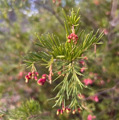 Grevillea rosmarinifolia subsp. rosmarinifolia (Rosemary Grevillea) at Sutton, NSW - 10 Aug 2025 by SustainableSeg
