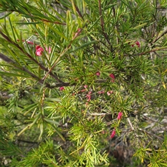 Grevillea (genus) (Grevillea) at Sutton, NSW - 10 Aug 2025 by Ronk