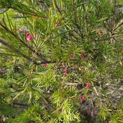 Grevillea (genus) (Grevillea) at Sutton, NSW - 10 Aug 2025 by Ronk