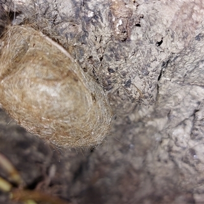 Unverified Insect at Holbrook, NSW - 10 Aug 2025 by joscobie