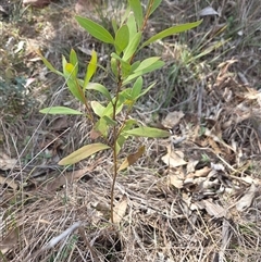 Hakea salicifolia subsp. salicifolia (Willow-leaved Hakea) at Sutton, NSW - 10 Aug 2025 by Arnold