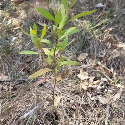 Hakea salicifolia subsp. salicifolia (Willow-leaved Hakea) at Sutton, NSW - 10 Aug 2025 by Arnold