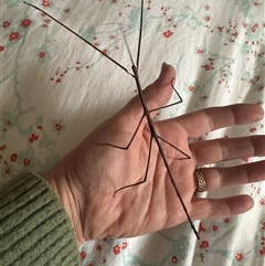 Unverified Stick insect (Phasmatodea) at Flynn, ACT - 10 Aug 2025 by noodles