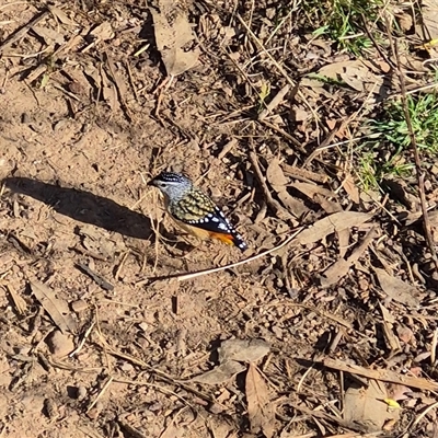 Pardalotus punctatus (Spotted Pardalote) at Bruce, ACT - 10 Aug 2025 by bgb1968