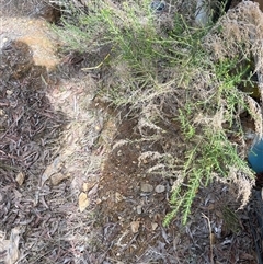 Cassinia sifton (Sifton Bush, Chinese Shrub) at Bywong, NSW - 10 Aug 2025 by RoseD