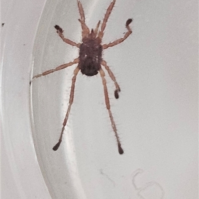 Erythraeidae (family) (Erythraeid mite) at San Remo, NSW - 10 Aug 2025 by LeahCC
