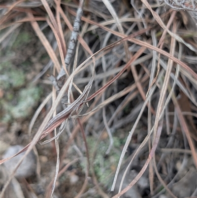 Keyacris scurra (Key's Matchstick Grasshopper) at Kambah, ACT - 10 Aug 2025 by LWenger