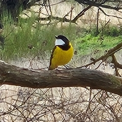 Pachycephala pectoralis (Golden Whistler) at Braidwood, NSW - 10 Aug 2025 by MatthewFrawley