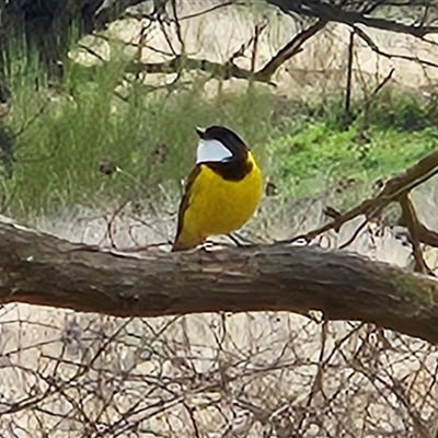 Pachycephala pectoralis (Golden Whistler) at Braidwood, NSW - 10 Aug 2025 by MatthewFrawley