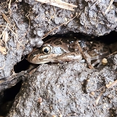 Limnodynastes tasmaniensis (Spotted Grass Frog) at Braidwood, NSW - 10 Aug 2025 by MatthewFrawley