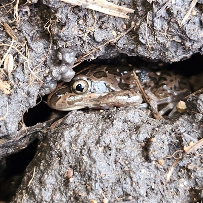 Limnodynastes tasmaniensis (Spotted Grass Frog) at Braidwood, NSW - 10 Aug 2025 by MatthewFrawley