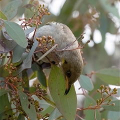 Ptilotula fusca (Fuscous Honeyeater) at Higgins, ACT - 10 Aug 2025 by Untidy