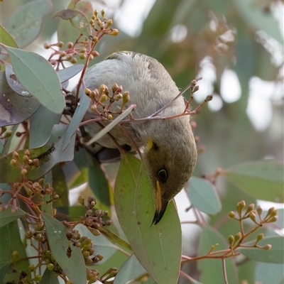 Ptilotula fusca (Fuscous Honeyeater) at Higgins, ACT - 10 Aug 2025 by Untidy