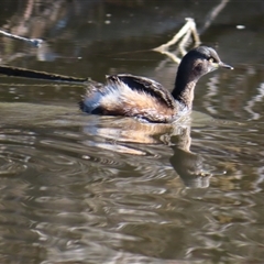 Tachybaptus novaehollandiae (Australasian Grebe) at Fyshwick, ACT - 18 Jul 2025 by MB