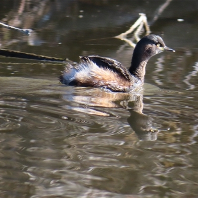 Tachybaptus novaehollandiae (Australasian Grebe) at Fyshwick, ACT - 18 Jul 2025 by MB