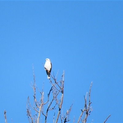 Elanus axillaris (Black-shouldered Kite) at Fyshwick, ACT - 18 Jul 2025 by MB