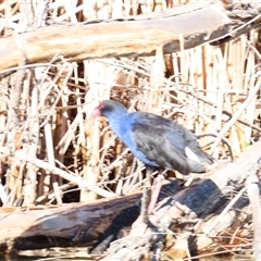 Porphyrio melanotus (Australasian Swamphen) at Pialligo, ACT - 18 Jul 2025 by MB
