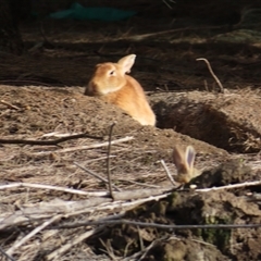 Oryctolagus cuniculus (European Rabbit) at Campbell, ACT - 4 Aug 2025 by MB