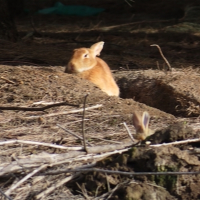 Oryctolagus cuniculus (European Rabbit) at Campbell, ACT - 4 Aug 2025 by MB