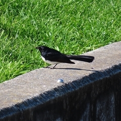 Rhipidura leucophrys (Willie Wagtail) at Wollongong, NSW - 6 Aug 2025 by MB