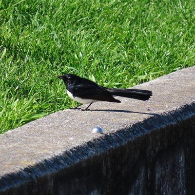 Rhipidura leucophrys (Willie Wagtail) at Wollongong, NSW - 6 Aug 2025 by MB